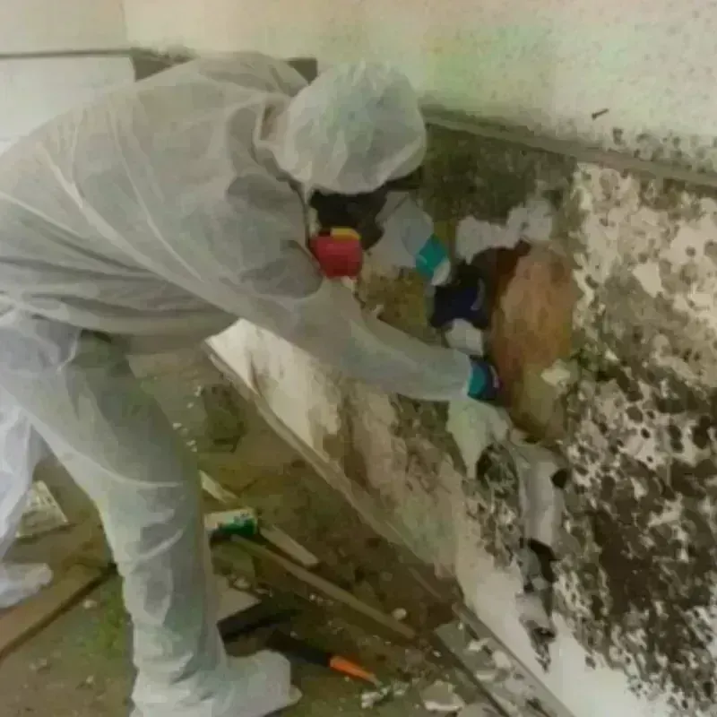 Mold Remediation and Removal in Fairfield, IL